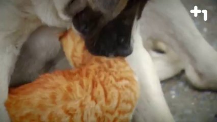 Kedi Ve Köpeğin İnanılmaz dostluğu