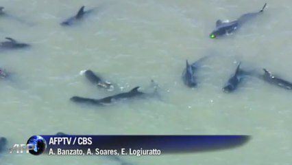 Manada de ballenas encallada en Florida