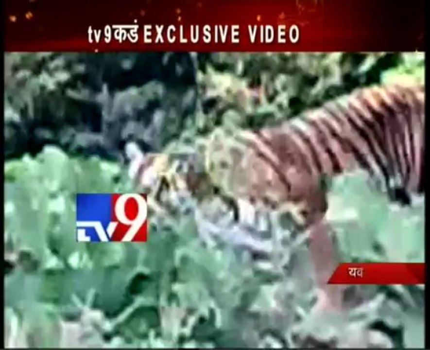 LIVE TIGER Attack on Buffalo at Yavatmal-TV9 EXCLUSIVE