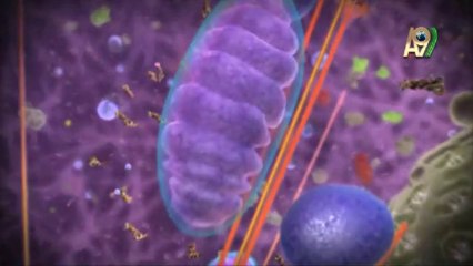 Vücut enerjisinin temel unsuru ATP sentaz enzimi