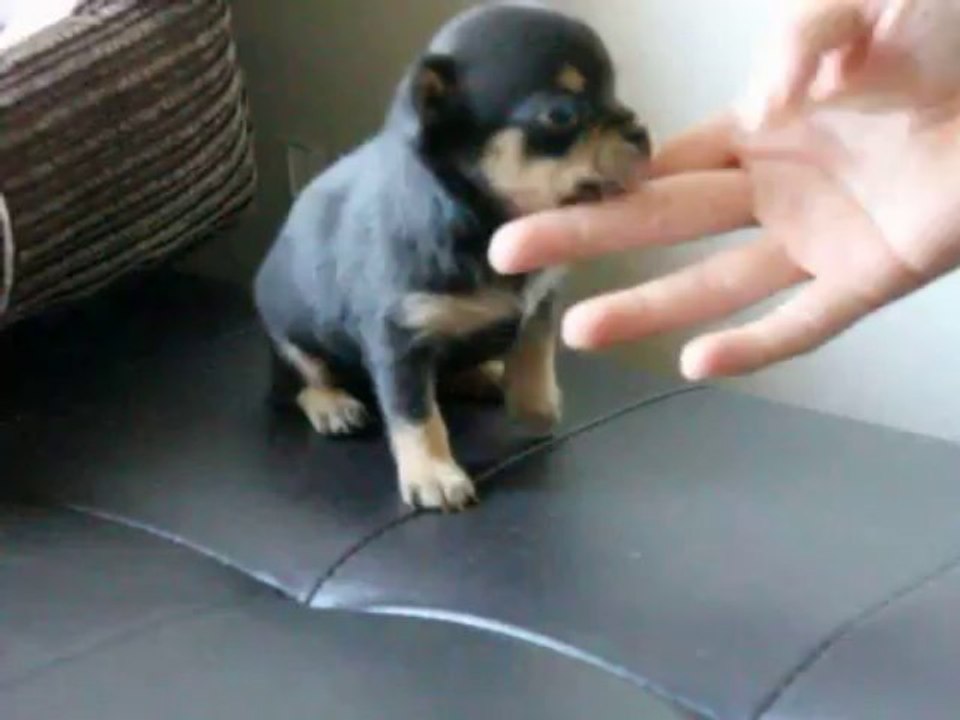 Chiot Chihuahua poil court noir et feu de 4 semaines