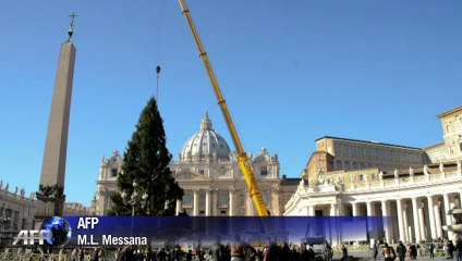 Giant Christmas tree set up on Vatican square