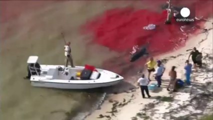 Dozens of whales stranded on shore in Florida Everglades