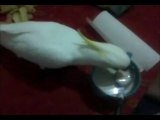pappagallo che fa colazione