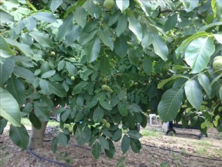 Chandler Ceviz Bahçesi