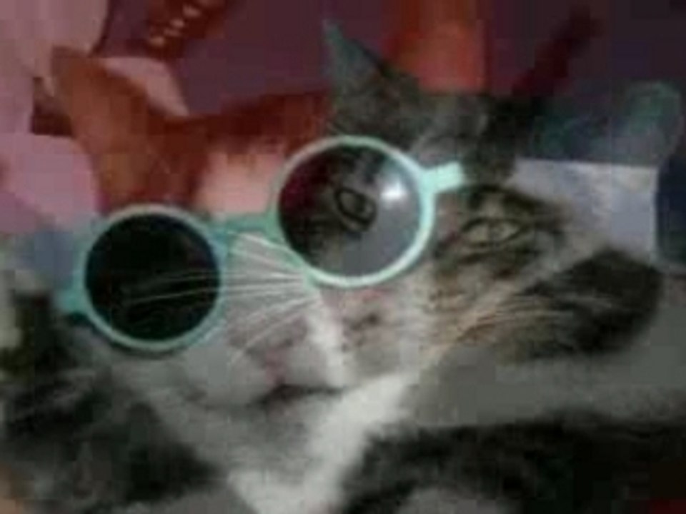 Entre chien et chats