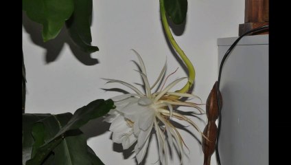 Eclosion fleur de selenicereus grandiflorus