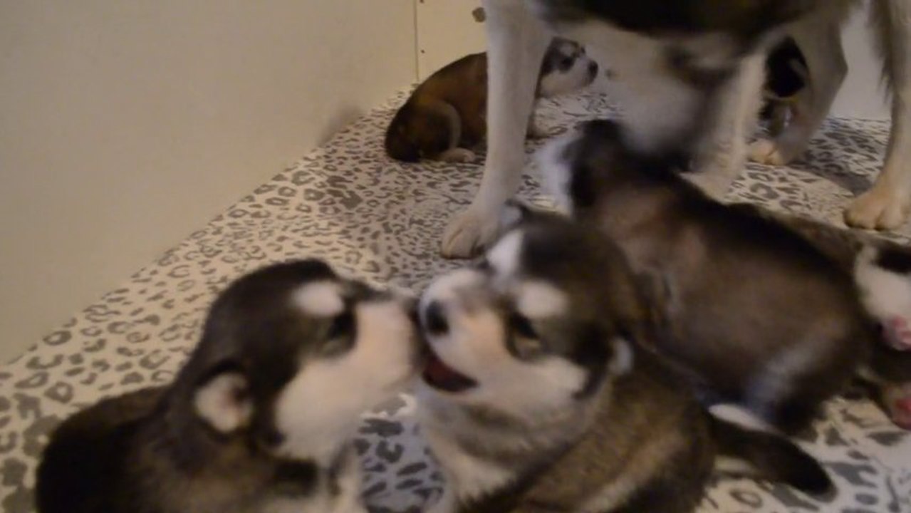 Chiots Holy & Gao (17jours)