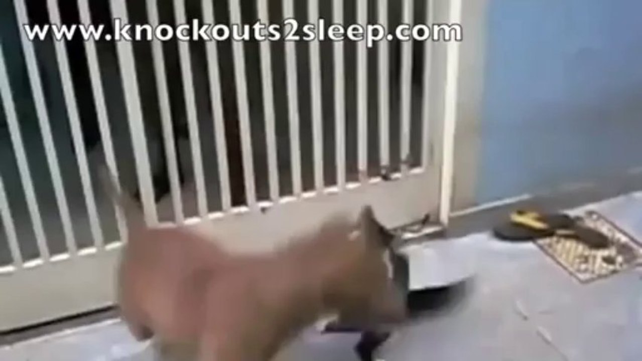 Cat fights a Dog (Pitbull)