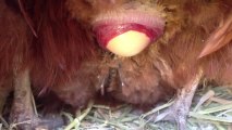Chicken laying an egg! (CLOSE UP 2)