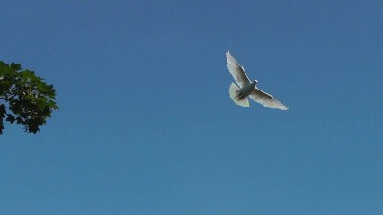 Suzi's Doves 48 - In the Sky with Dreadzone