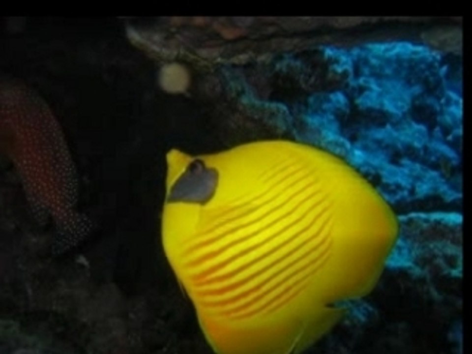 Croisière Broth - Daedalus - Images