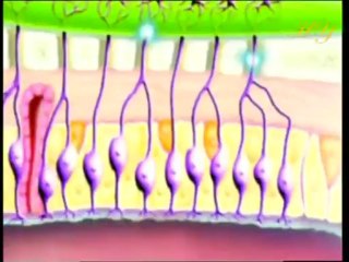 Les secrets du cerveau : le miracle de l'odeur et du goût