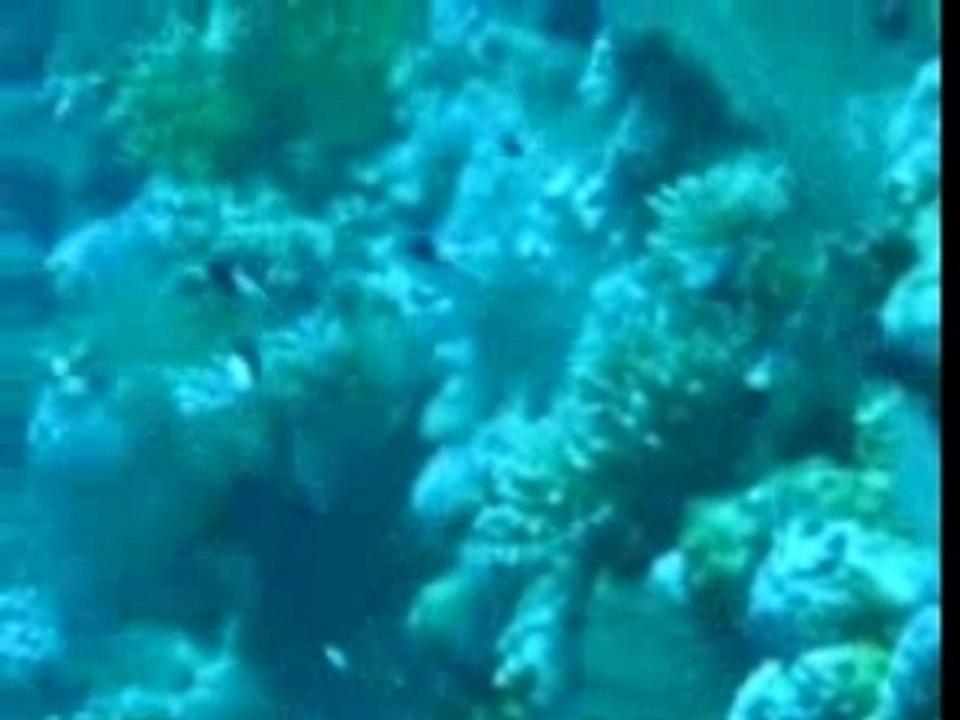 Croisière Brothers - Daedalus vidéo