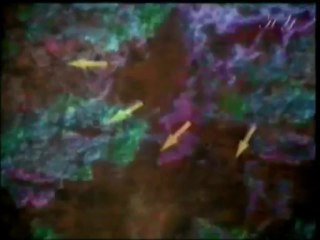 Quran möcüzələri: İrəm şəhəri