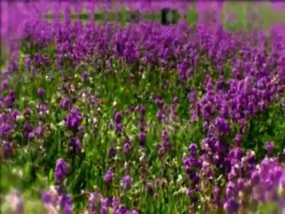 Hz Mehdi (ə.s.) mübarizəsində ağlın ixtiyarını yox edəcək fövqəladə xüsusiyyətləri ilə deyil, üstün imanı, ağlı, vicdanı və gözəl əxlaqı ilə qalib olacaq