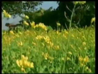 Quran möcüzələri: Dişi bal arısı