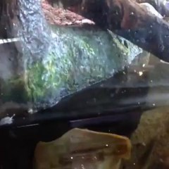 This Stingray Wants Your Attention