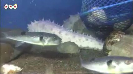 20131205白いナマコ相次ぎ捕獲され展示(青森)