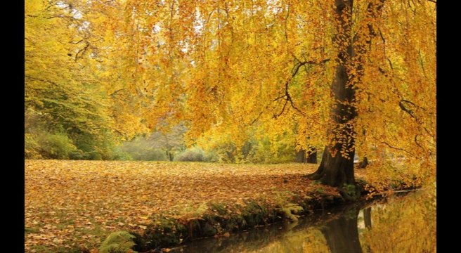 BORYS ŁAWRENIW - Chryzantemy złociste Stare polskie tango: