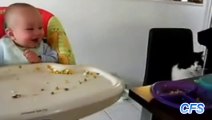 Compilation of Babies Laughing at Cats - So cute!!