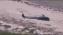 Whales Stranded in Everglades Natl Park!! Poor animals...