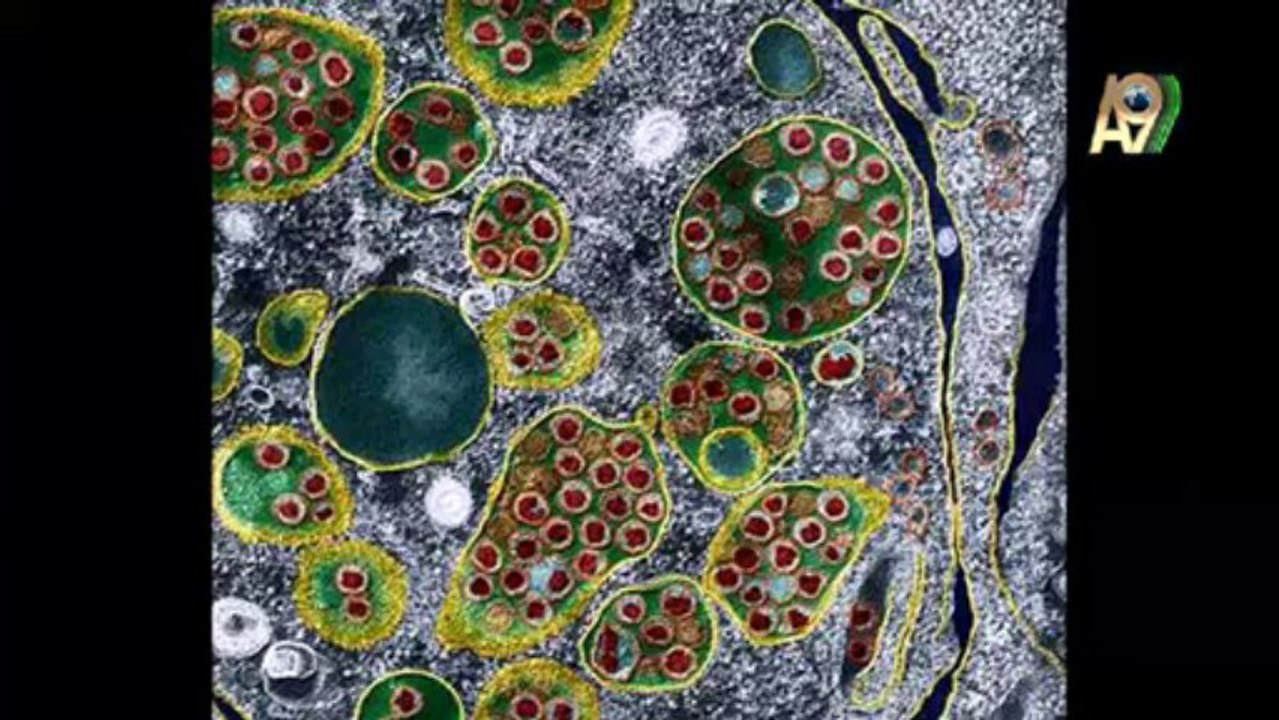 Ms. Gulen, Ms.  Zeynep and Ms. Dolunay lecture on the misconceptions of evolution and  the end times (November, 24, 2012)