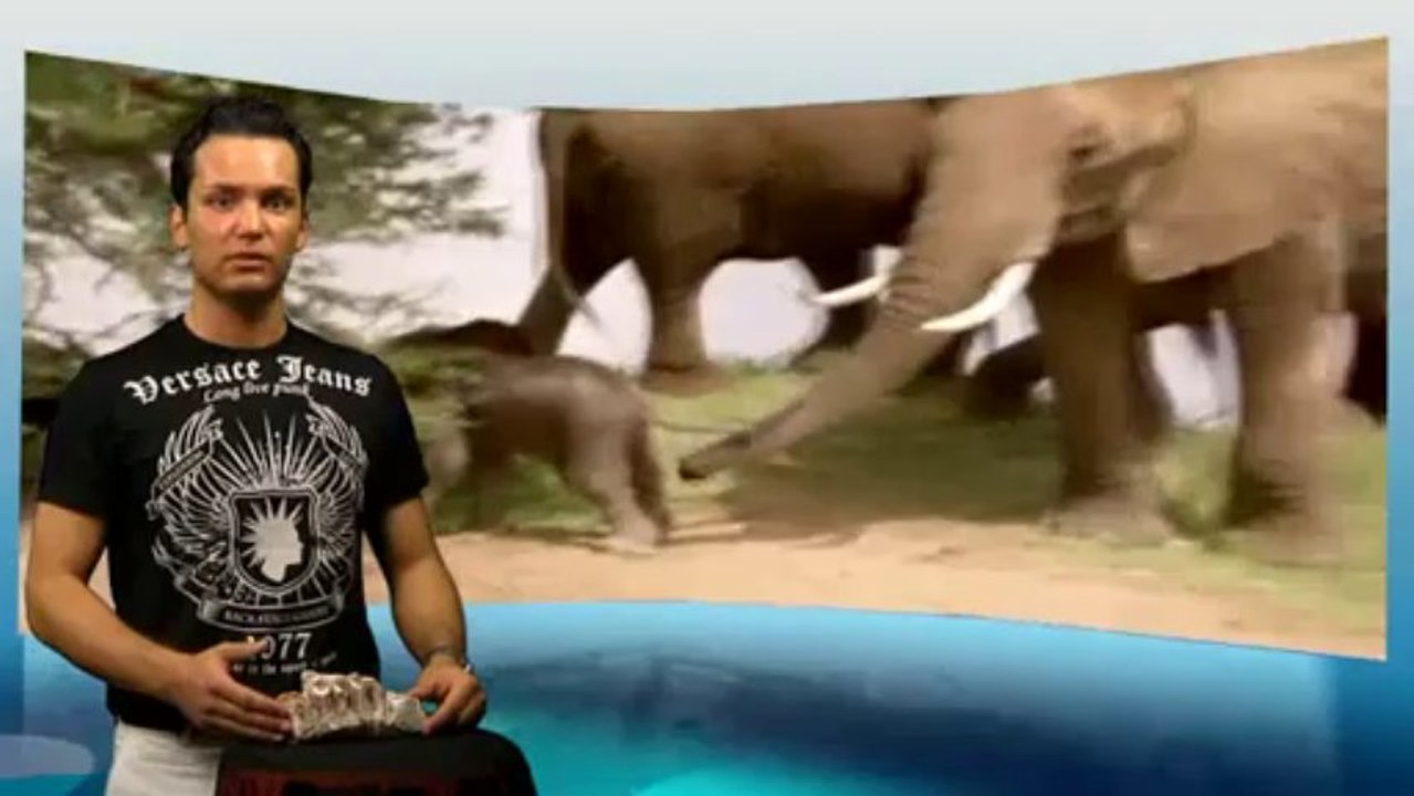 Teil 14 Das Fossil von einem Elefantenzahn