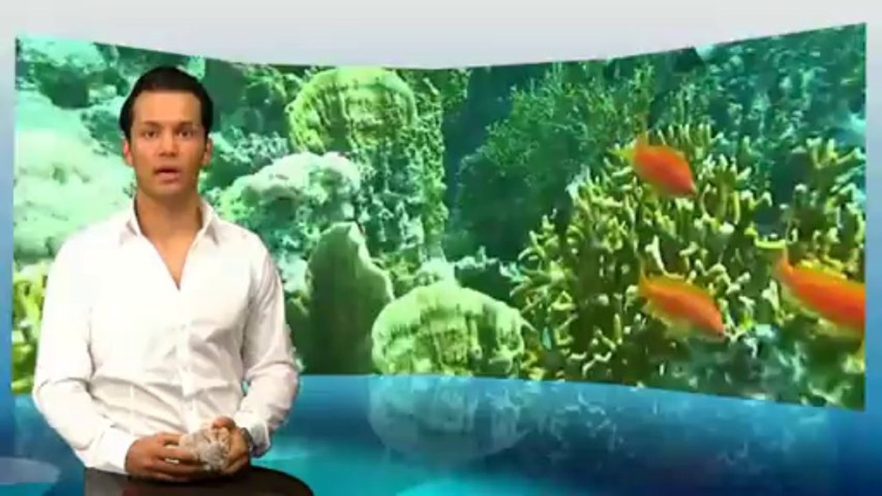 Teil 13 Das Fossil einer Korallenriff