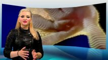 Teil 7 Das Fossil eines Geckos