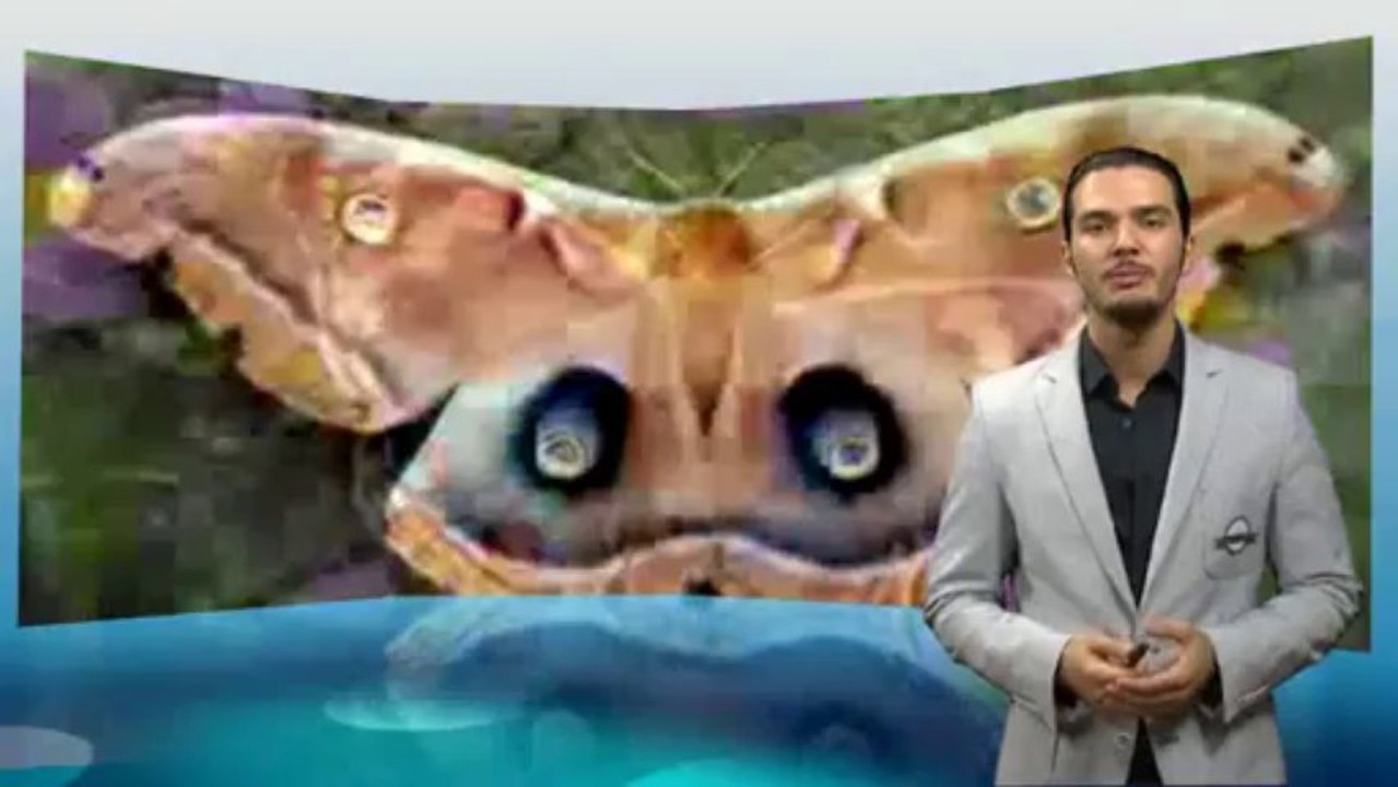 Zufällige Mutationen zerstören die Lebhaftigkeit, können keine miteinander kompatible Organe produzieren