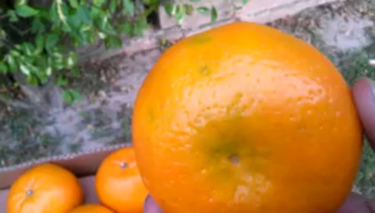 APEX mandarin 1