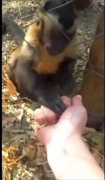 Un bébé SINGE apprend à un humain à écraser des feuilles... Trop mignon!