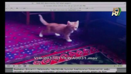 The cats of of Hazrat Sheikh Nazim al-Qubrusi