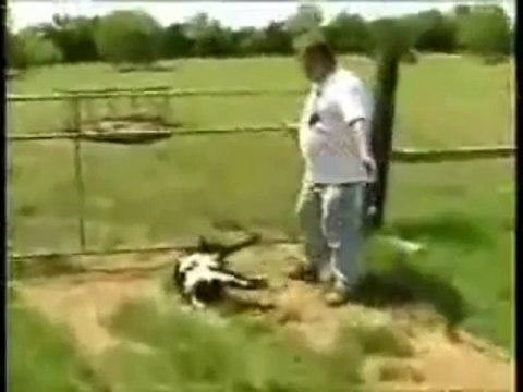 Fainting Goats - Chèvres d'évanouissements