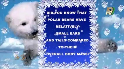 Did you know these things about polar bears?