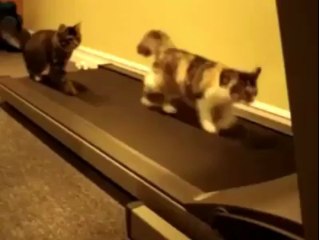 Funny Videos - Cats on the Treadmill!  Facebook