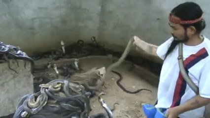 Man Playing With Cobras