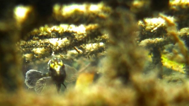 Nurseries Artificielles pour Ports Exemplaires : premier bilan