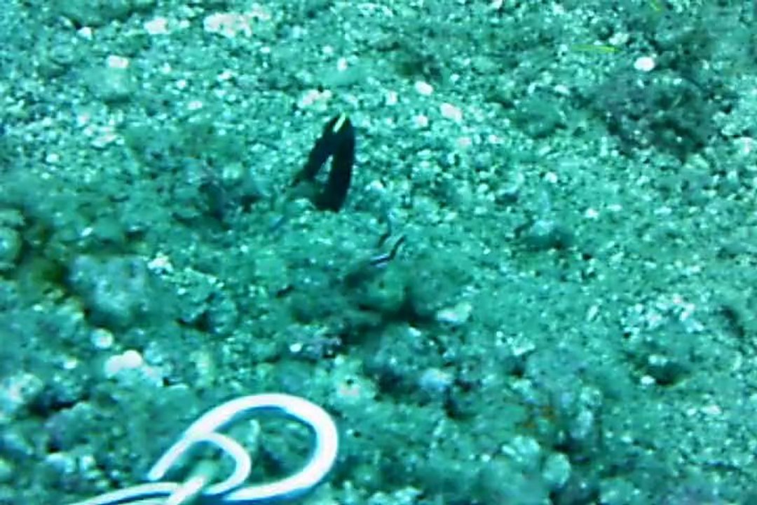 attaque de murène sur bangkai