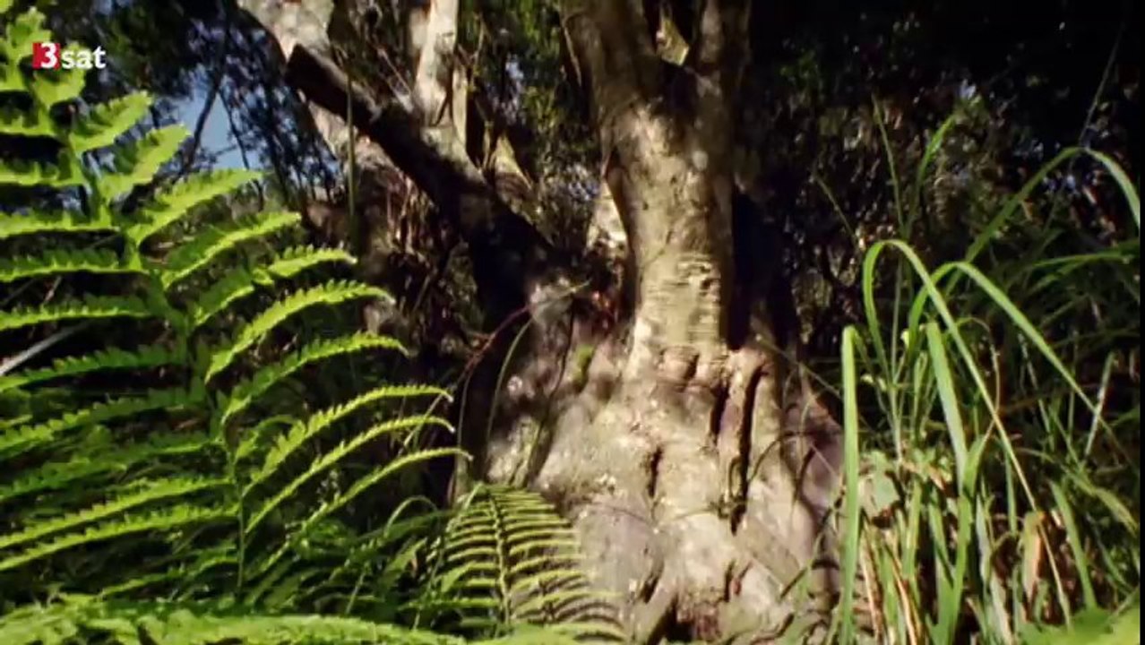 Grüne Insel im Taifun  26.11.2013