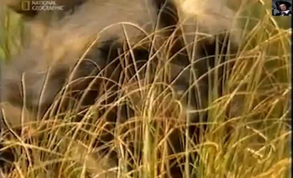 Дикие собаки.