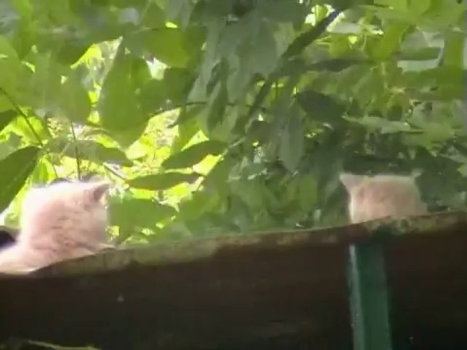 PETITS CHATS SUR UN TAS DE BOIS