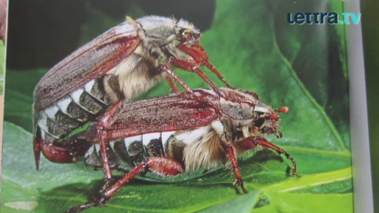 MAIKÄFER KÖNNEN AM LÄNGSTEN von Andreas Kieling