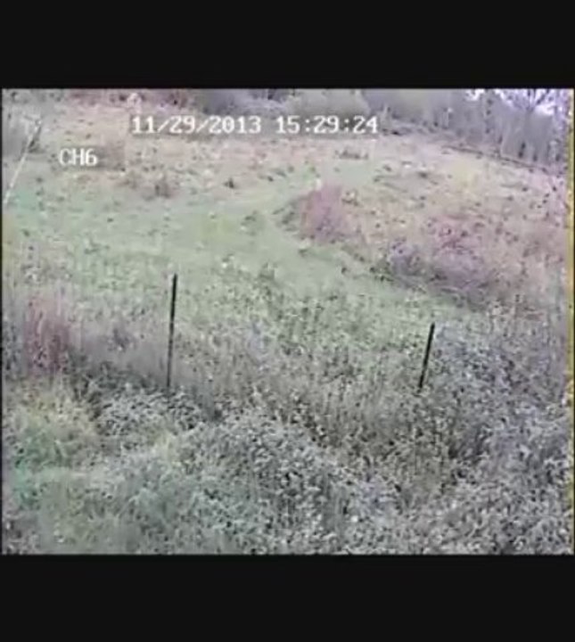 Hunting dogs_0002