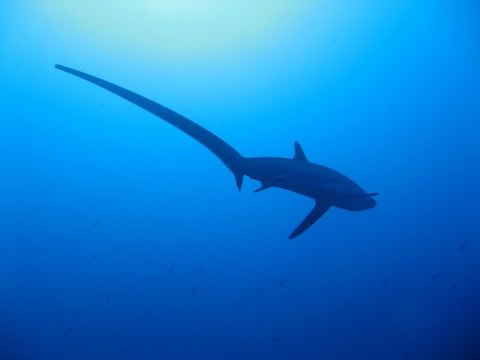 Requin-renards des mers attaque avec sa queue
