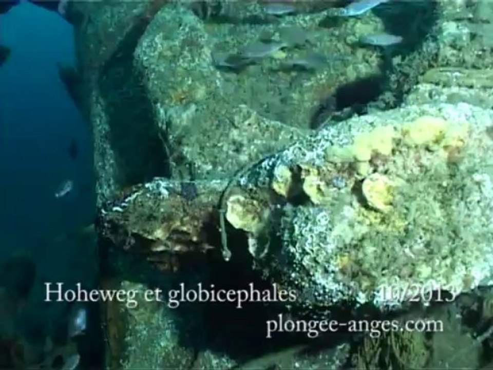 Hoheweg et globicephales