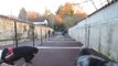 les chiens en Rhône Alpes à St Paul De Varax