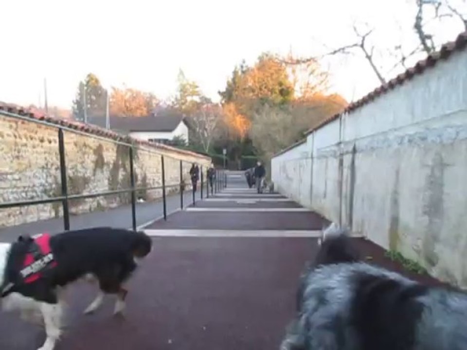 les chiens en Rhône Alpes à St Paul De Varax