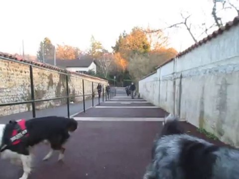 les chiens en Rhône Alpes à St Paul De Varax